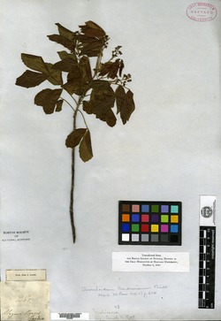 Averrhoidium gardnerianum image