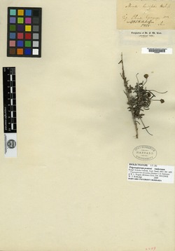 Trigonopterum laricifolium image