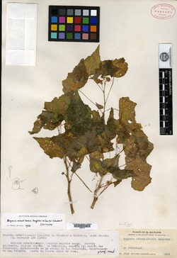 Begonia cebadillensis image