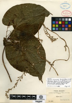 Dioscorea chiapasensis image