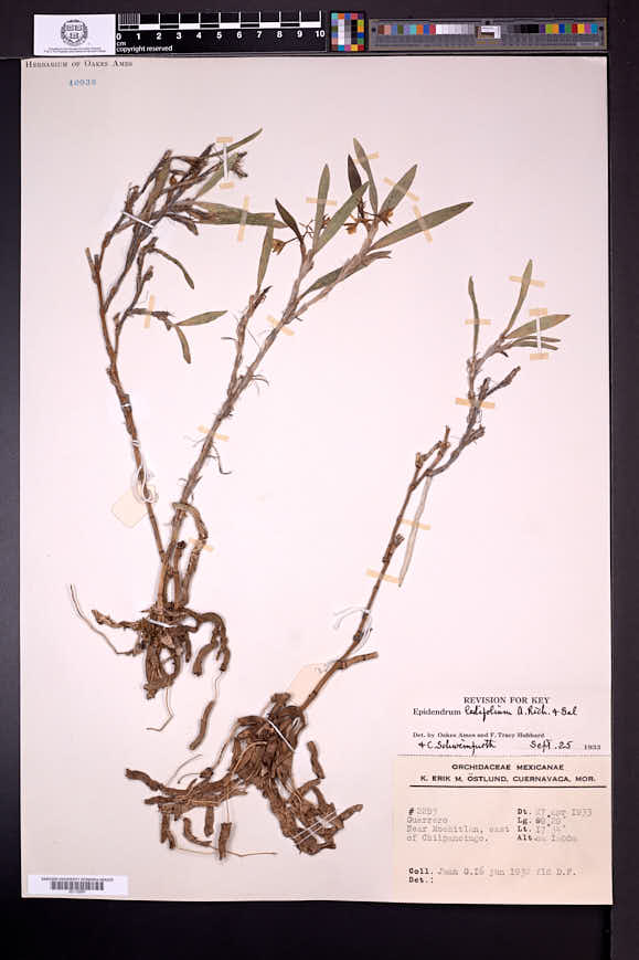 Epidendrum ledifolium image