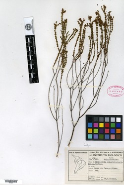 Monochaetum linearifolium image