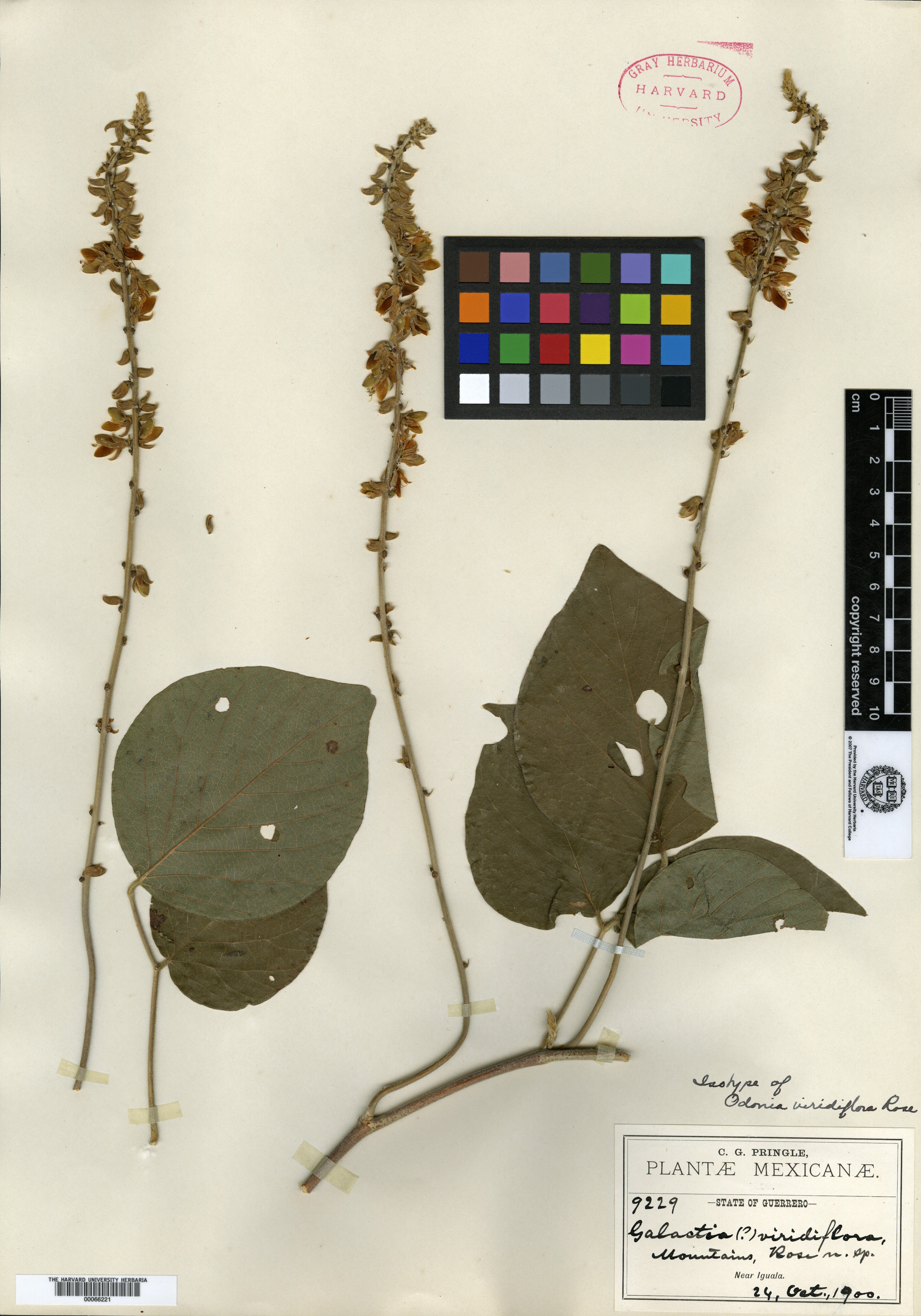 Odonia viridiflora image
