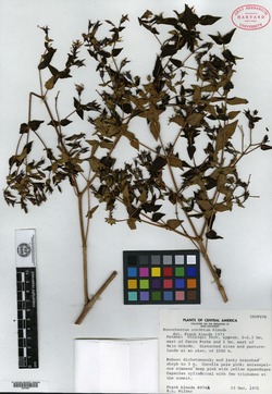 Monochaetum cordatum image