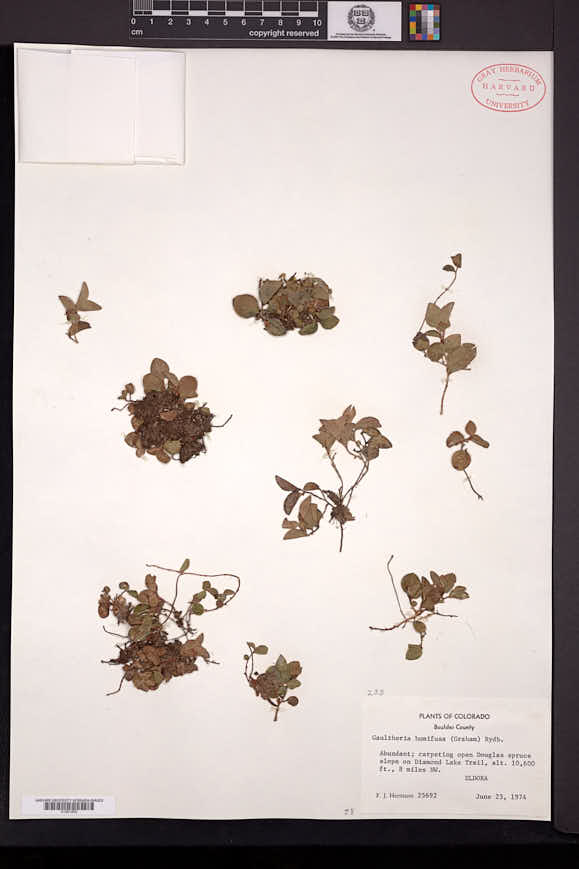 Gaultheria humifusa image