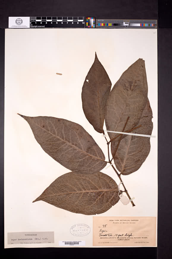 Piper hostmannianum image