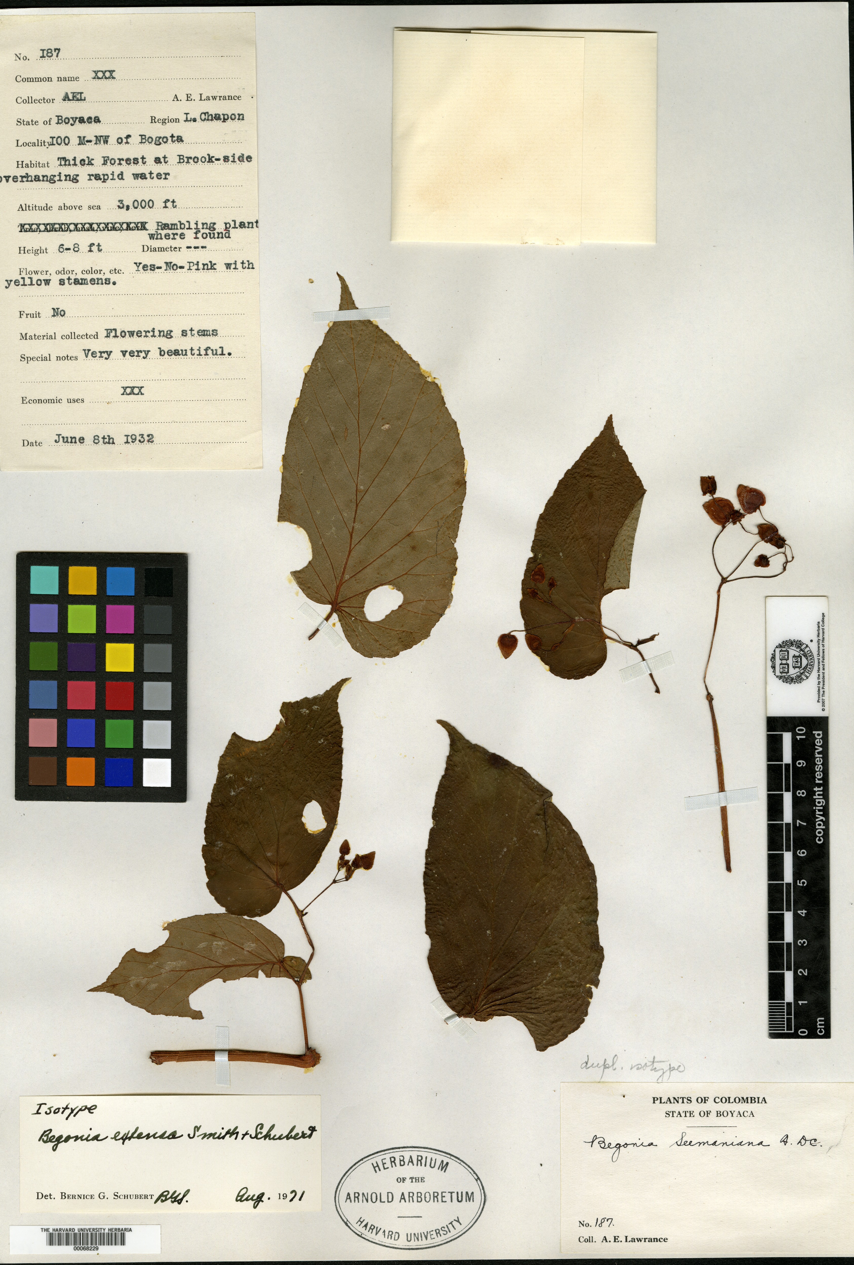 Begonia extensa image