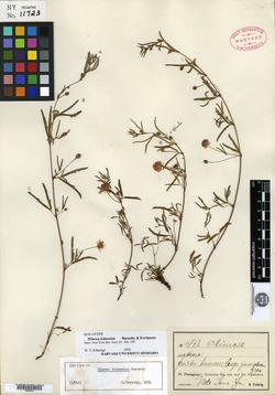 Mimosa meticulosa image