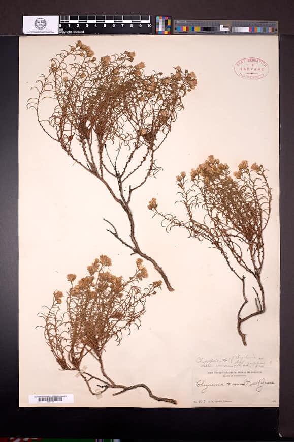 Ericameria resinosa image