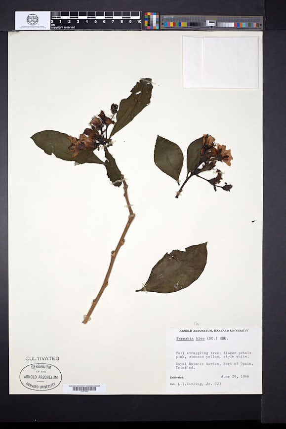 Pereskia grandifolia image