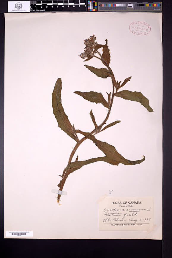 Lycopsis arvensis image