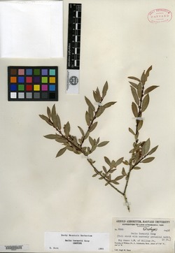 Salix turnorii image