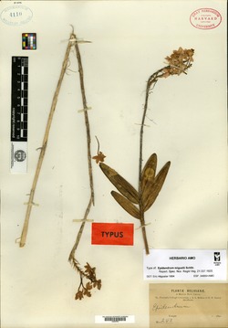 Epidendrum muscicola image
