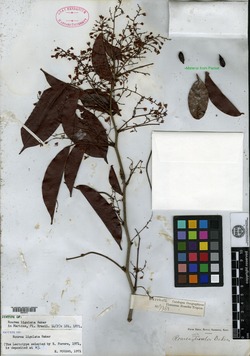 Rourea ligulata image