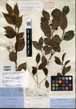 Ilex macfadyenii subsp. macfadyenii image