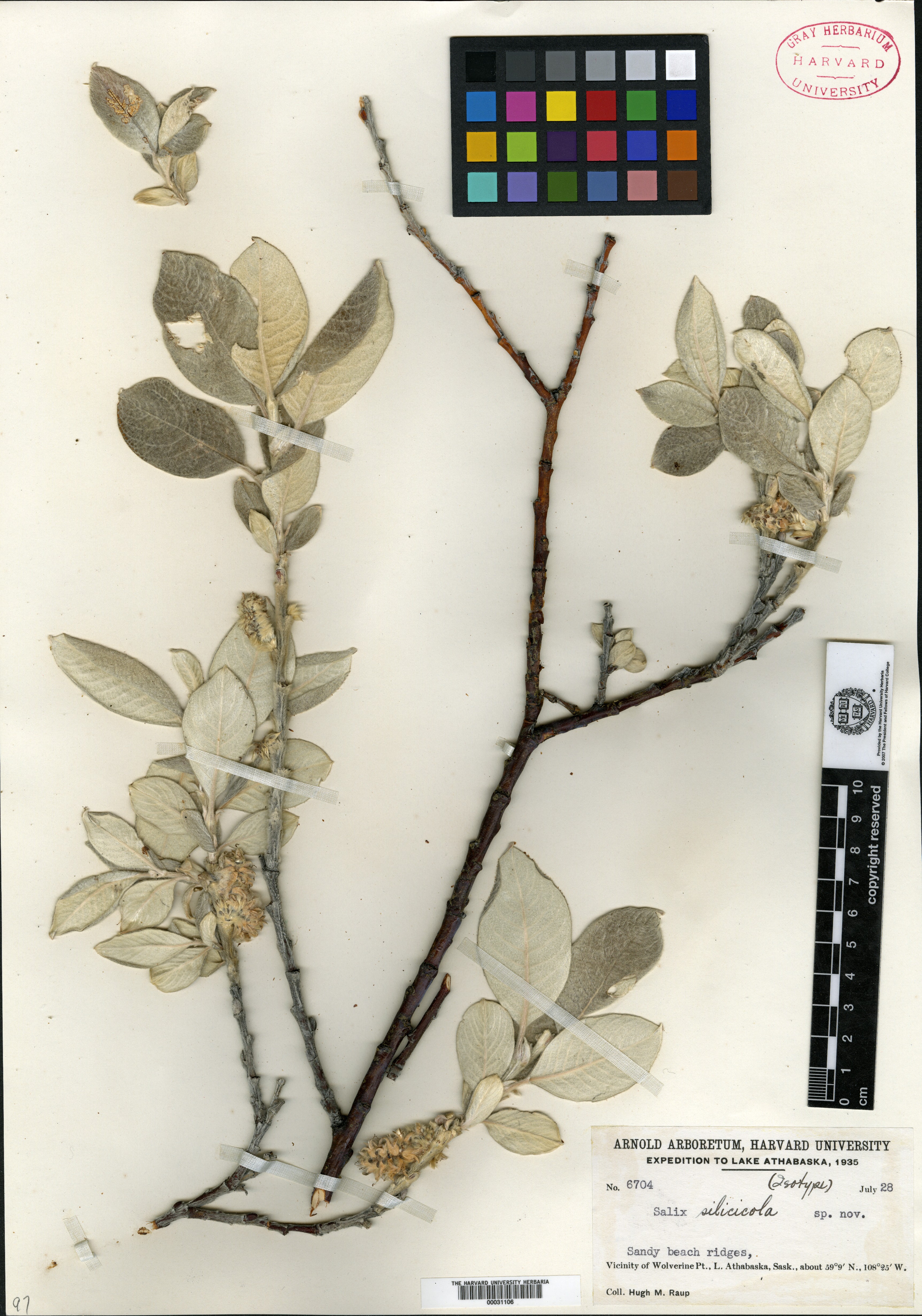 Salix silicicola image