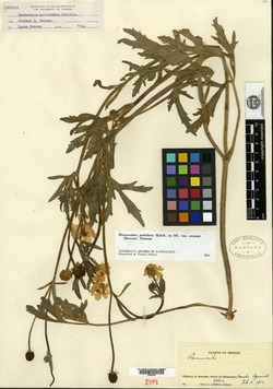 Ranunculus petiolaris var. arsenei image
