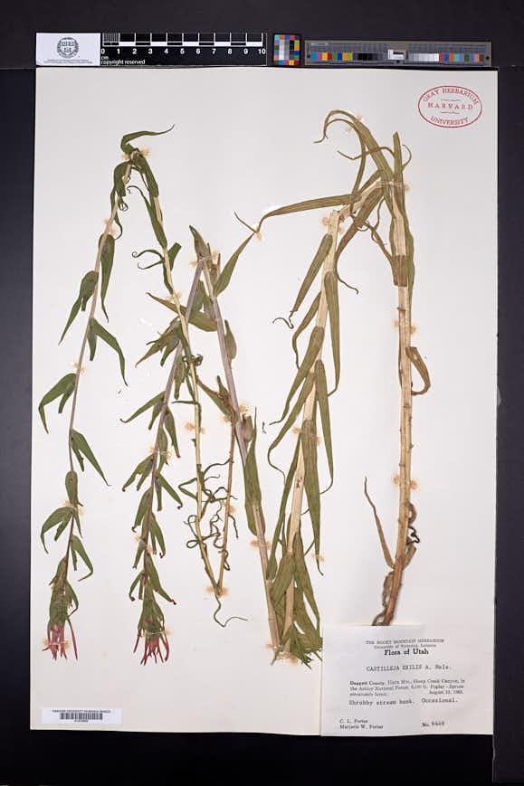 Castilleja minor subsp. minor image