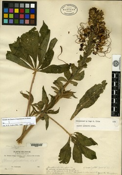 Physostemon lanceolatus subsp. lanceolatus image