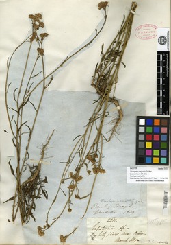 Trichogonia campestris image