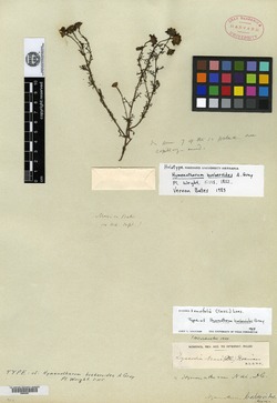 Thymophylla tenuifolia image