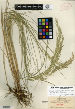 Trisetum palmeri image