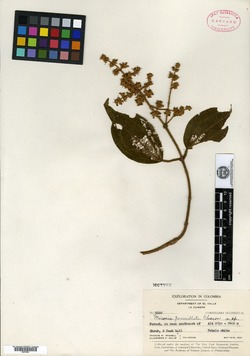 Miconia penicillata image