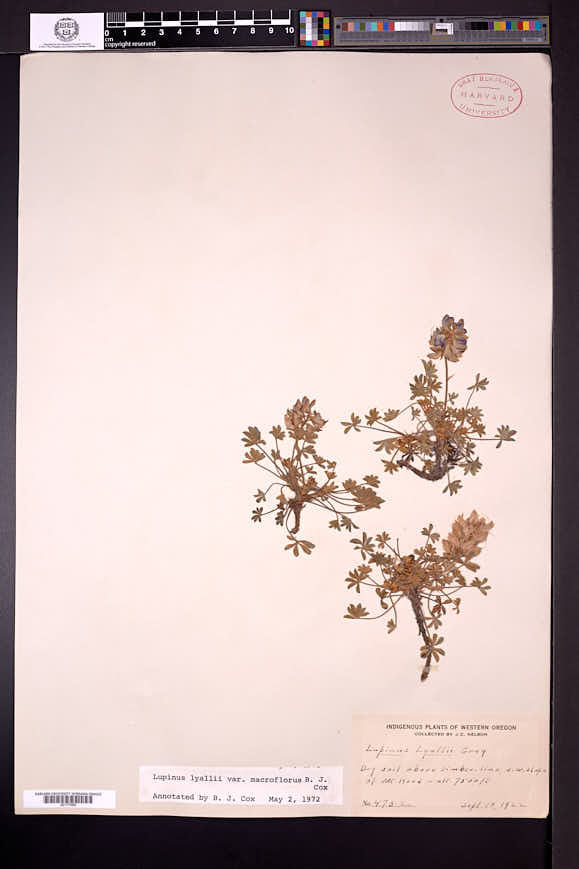 Lupinus lyallii var. macroflorus image