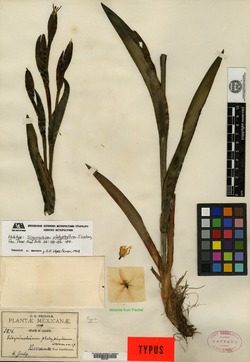 Sisyrinchium platyphyllum image