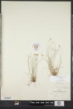 Carex albicans var. emmonsii image