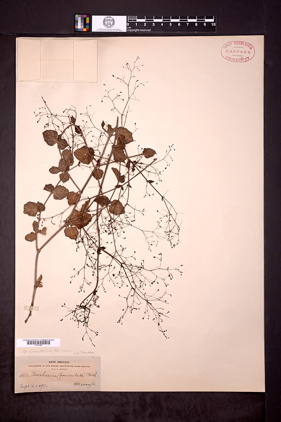 Boerhavia gracillima image