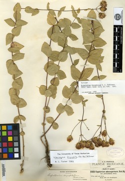 Eupatorium dryophilum image
