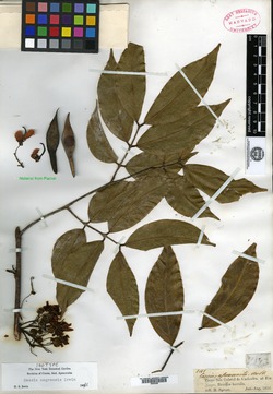Cassia palmeri image
