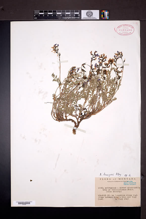 Astragalus bourgovii image