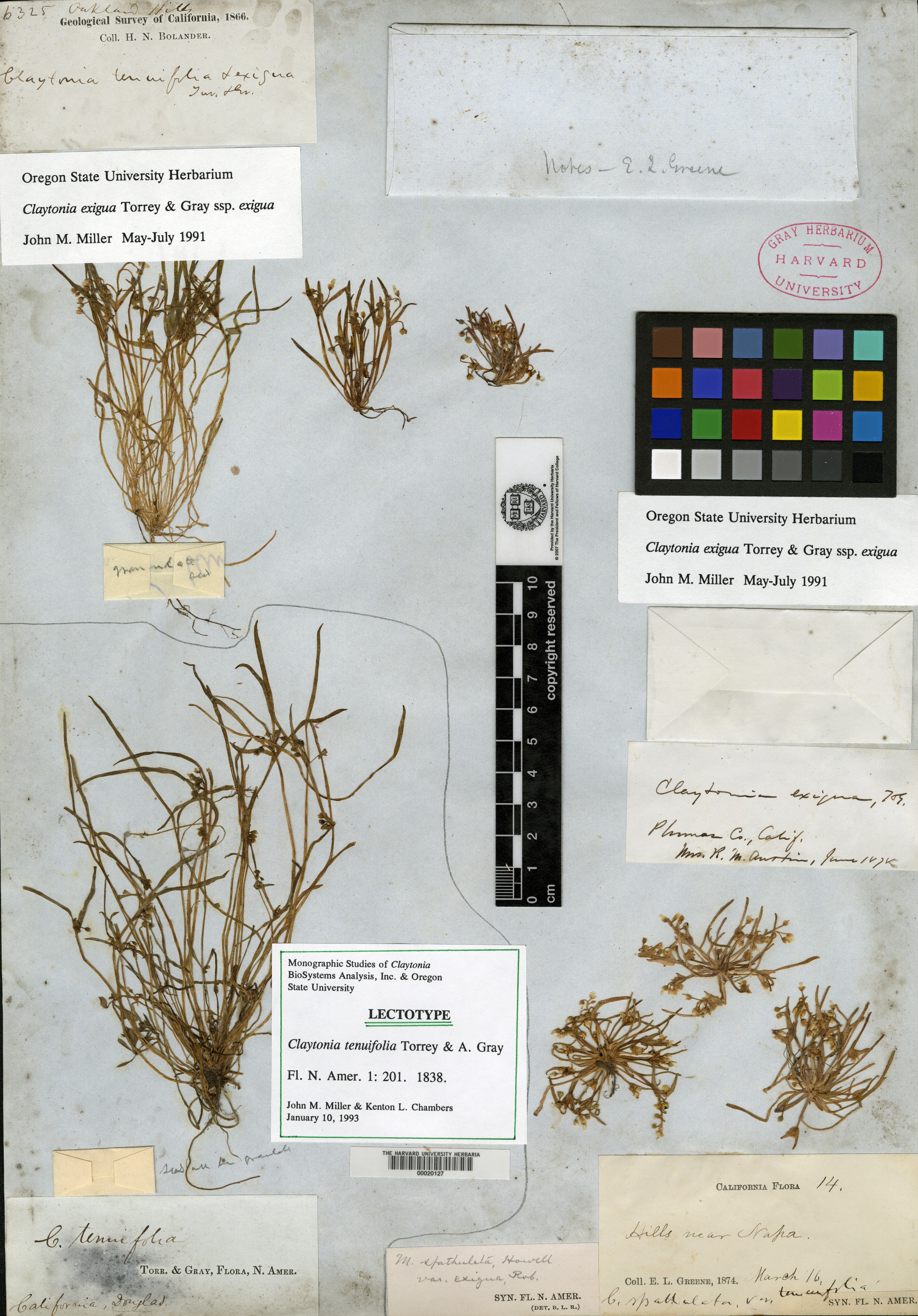 Claytonia tenuifolia image