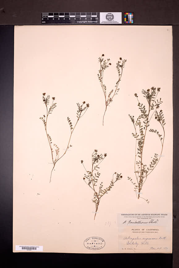 Astragalus gambellianus image