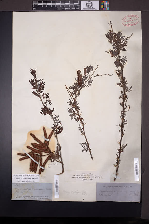 Prosopis pubescens image