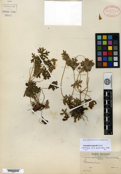 Geranium subulato-stipulatum image