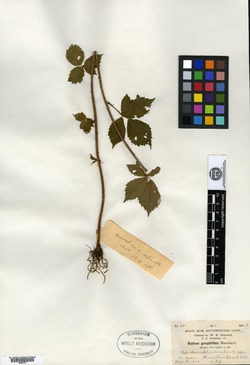 Rubus geophilus image