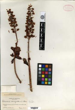 Echeveria bicolor image