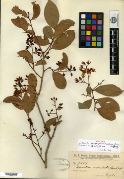 Ouratea grandiflora image