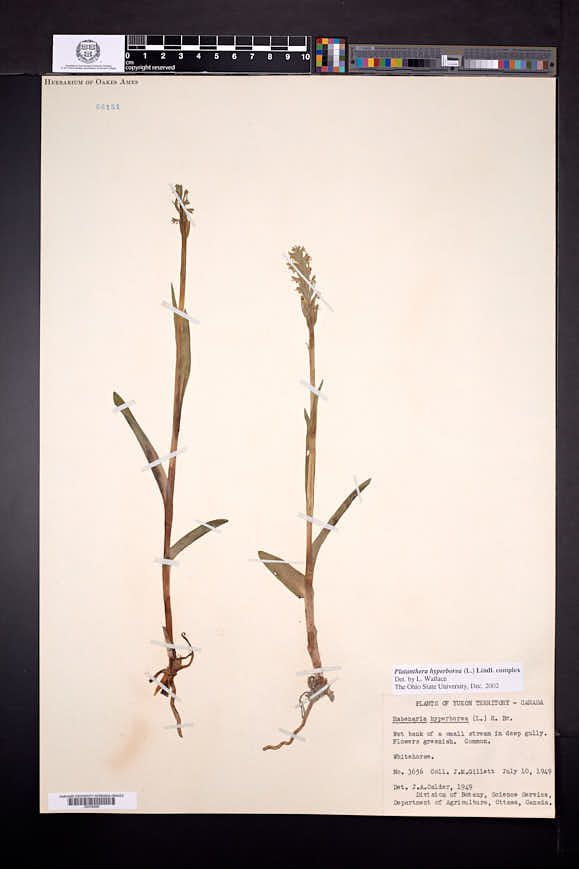 Platanthera hyperborea image
