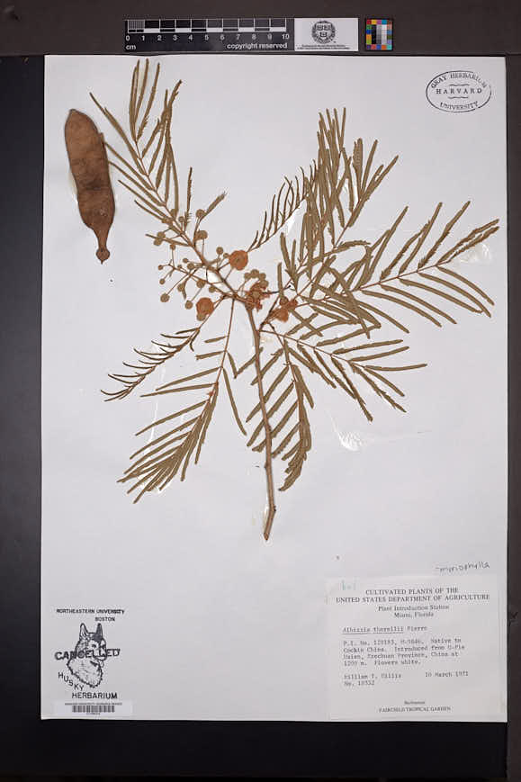 Albizia myriophylla image