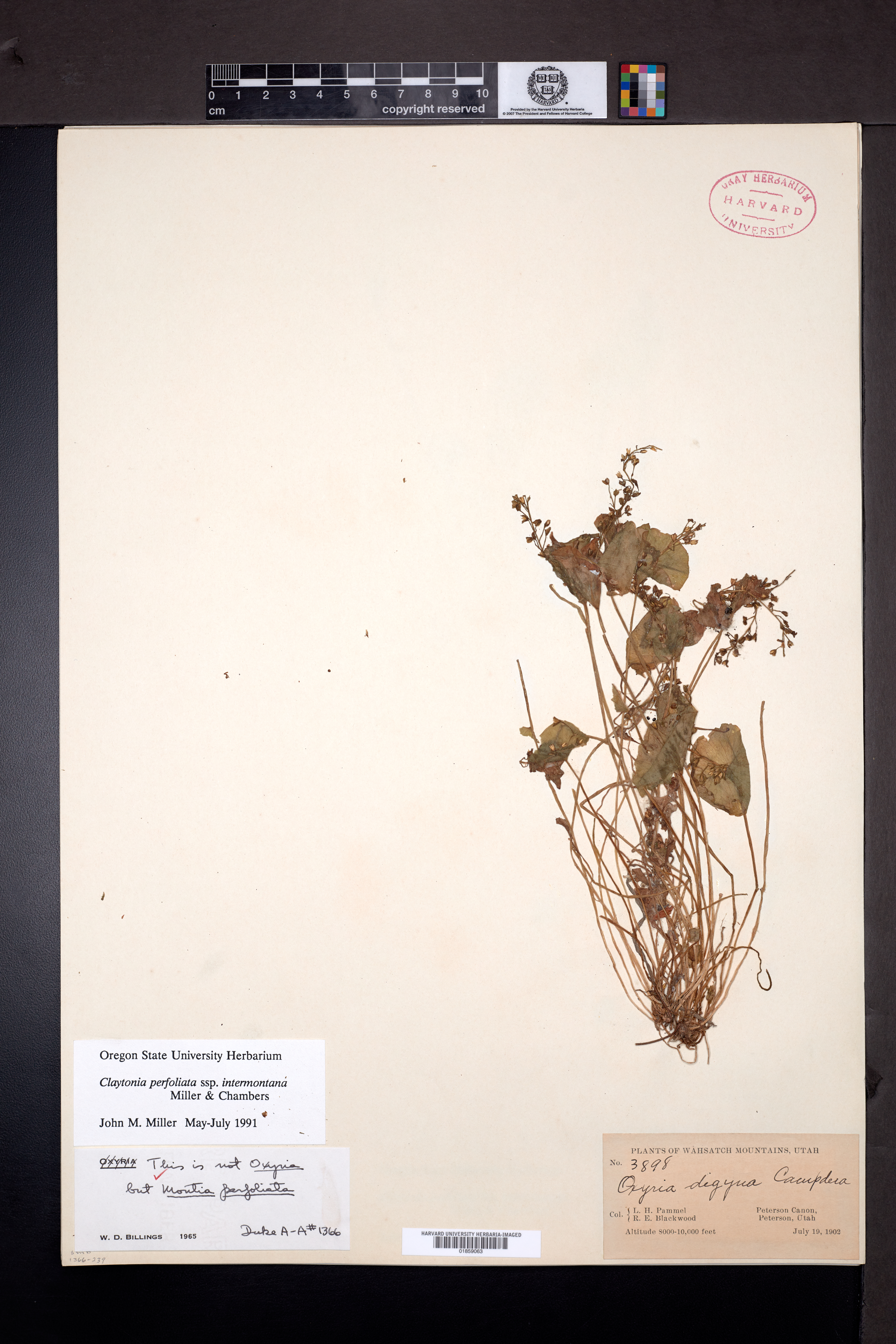 Claytonia perfoliata subsp. intermontana image