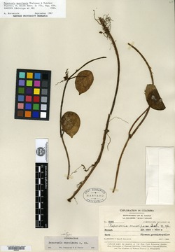 Peperomia nummularioides image