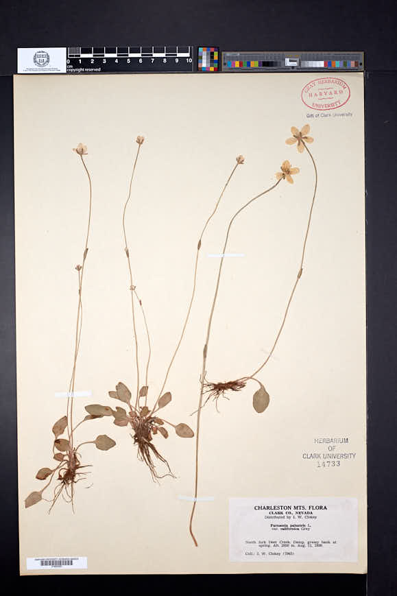 Parnassia californica image