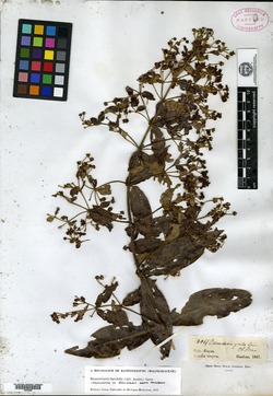 Banisteriopsis andersonii image