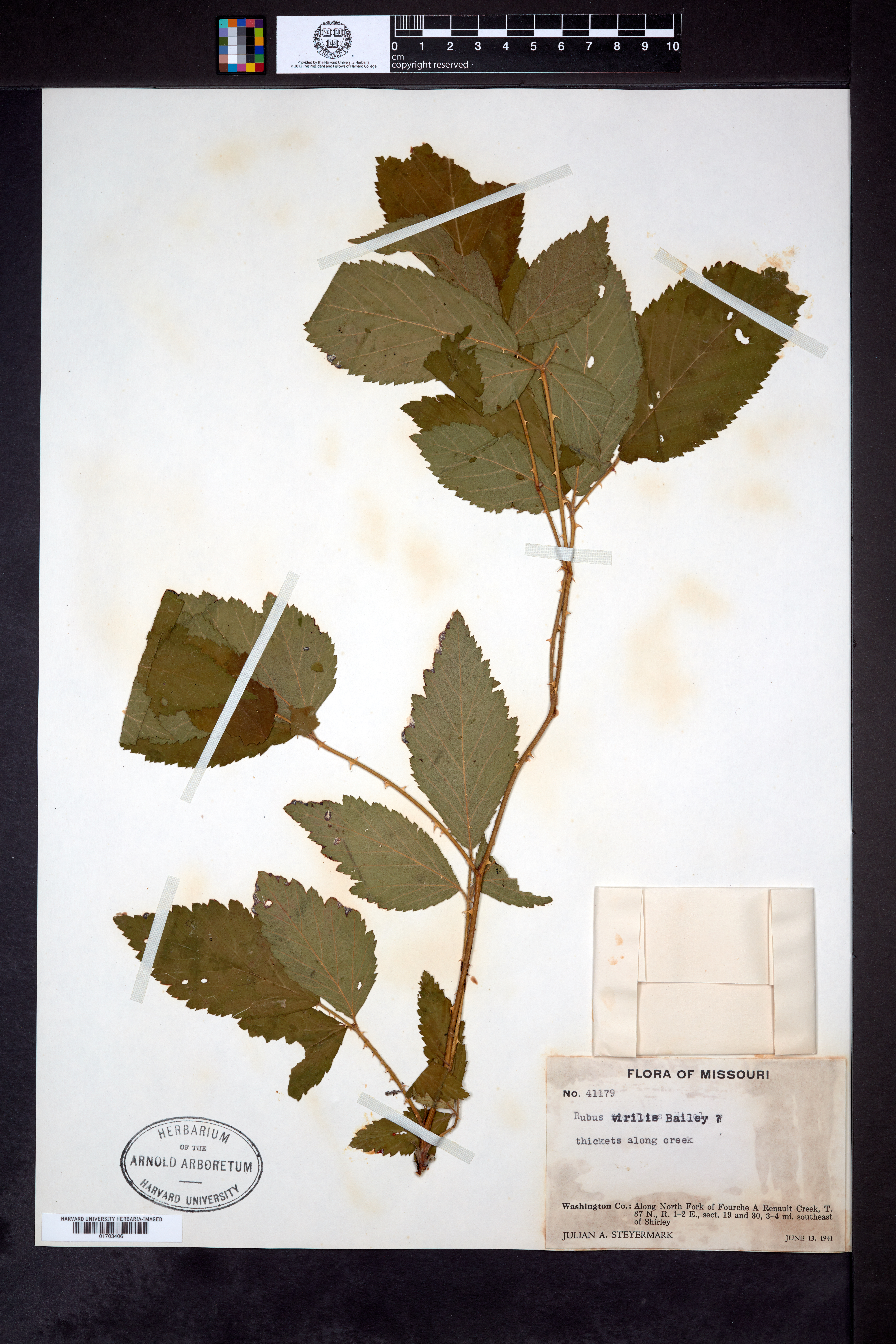 Rubus virilis image