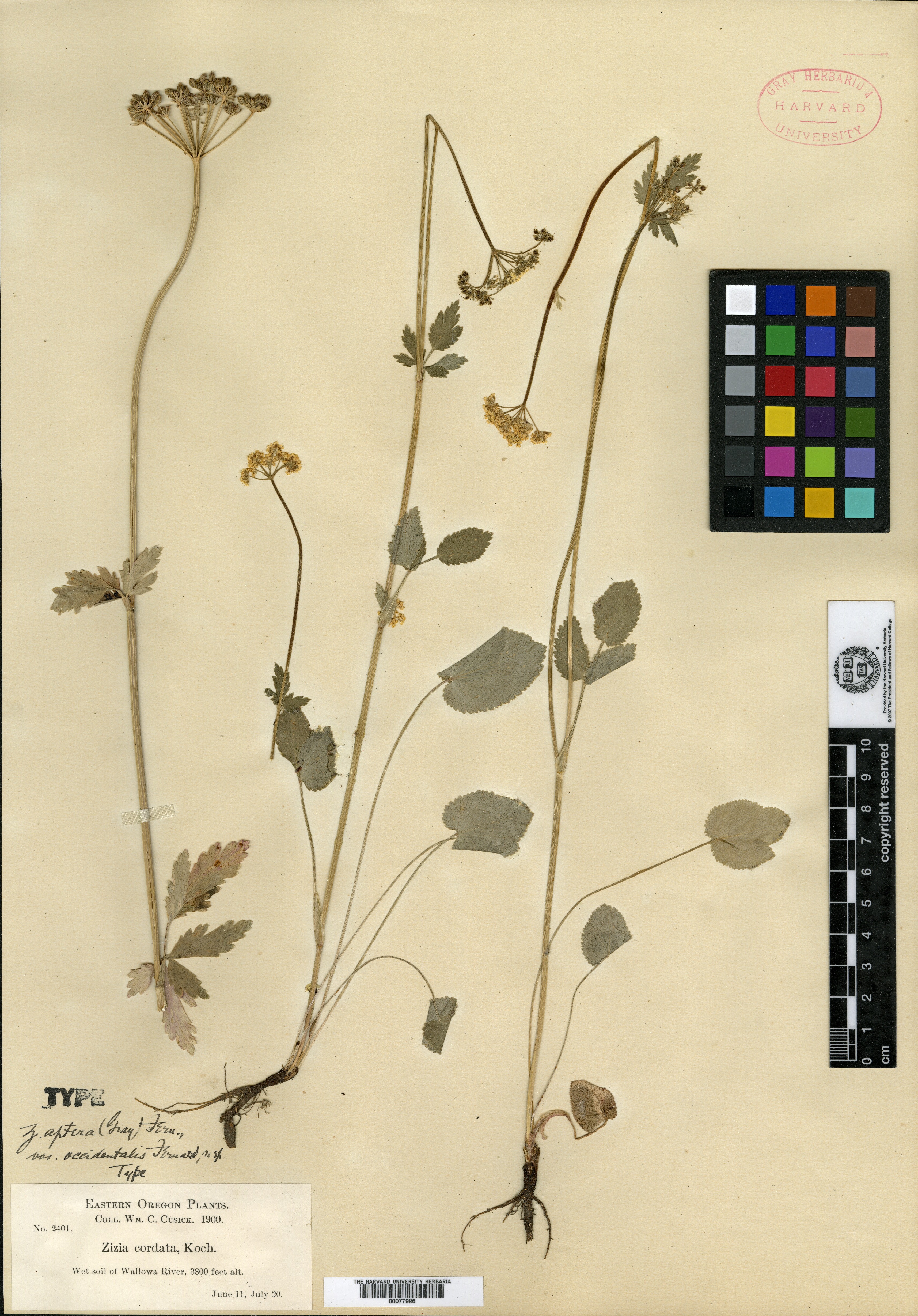 Zizia aptera var. occidentalis image