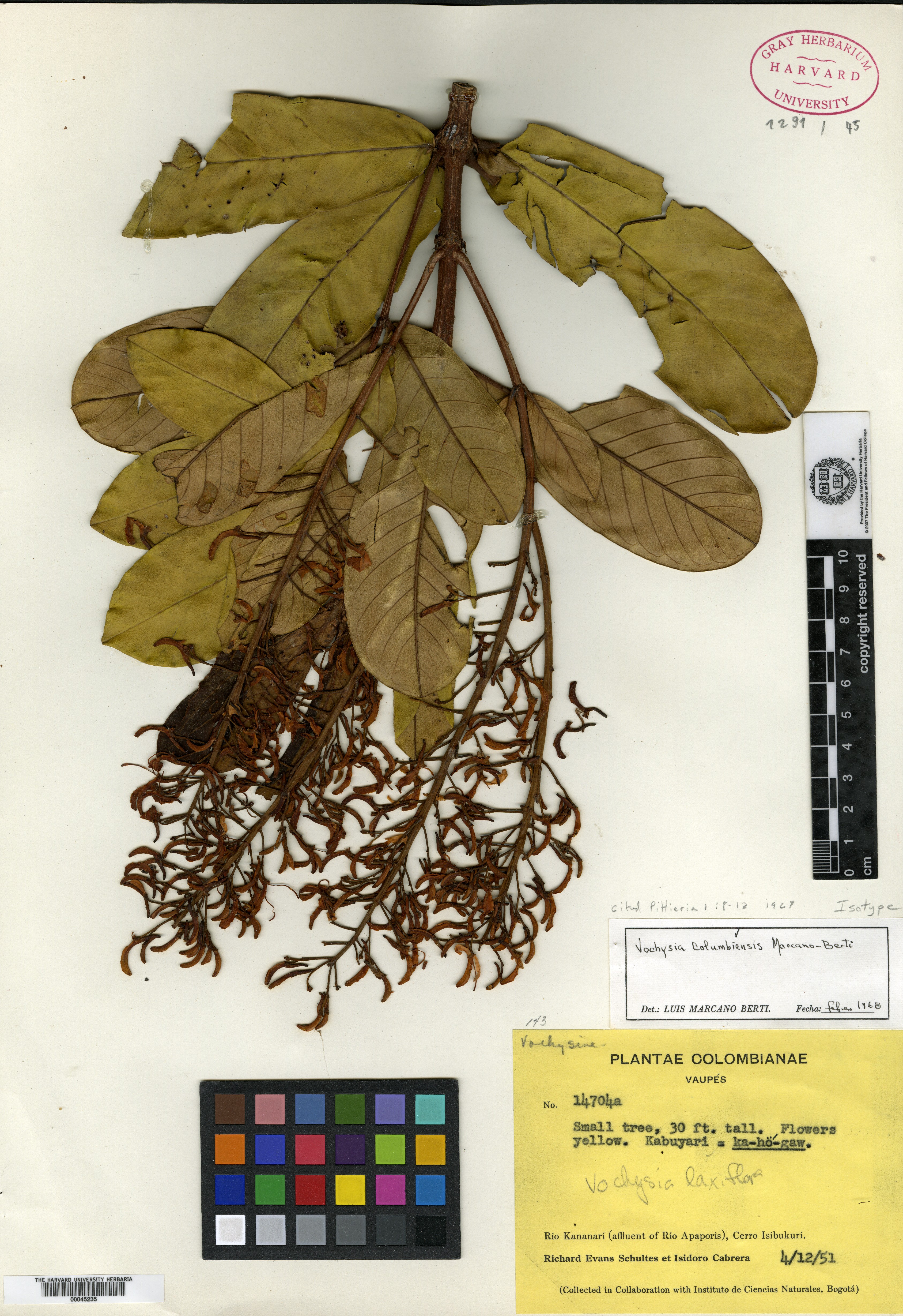 Vochysia columbiensis image